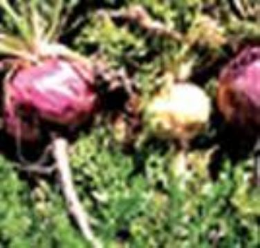 Maca Extract